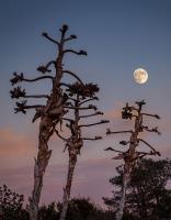 Moon Rise Over Torrey Pines�